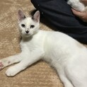 超甘えん坊　シャムMIX　麻呂くん　5ヶ月半