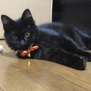 （停止中）ふわふわ甘えた男子　すずき君