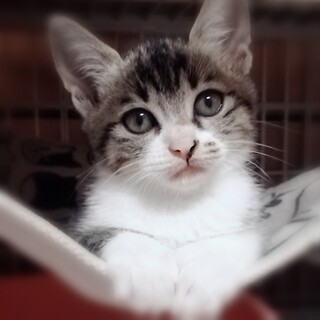 興味津々キジシロくん