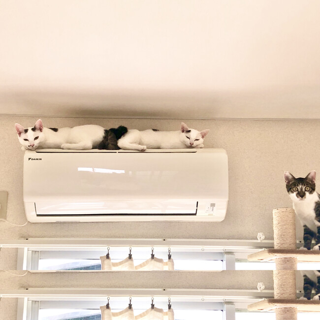 リョクドウ猫家族のカバー写真