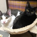 甘えん坊の黒猫