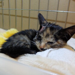 「外猫の暮らし」サムネイル1