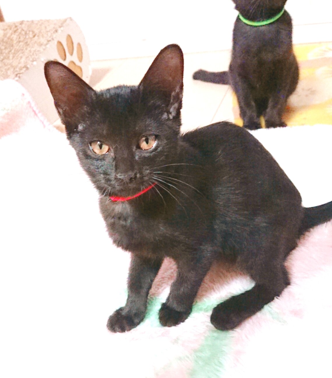 可愛い黒猫ちゃん おと 埼玉県 猫の里親募集 ペットのおうち 月間利用者150万人