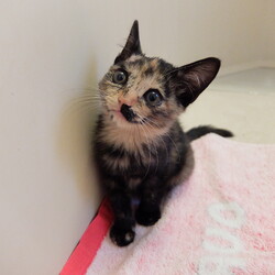 「外猫の暮らし」サムネイル2