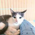 緑色の目のじゅりちゃん(仮) 