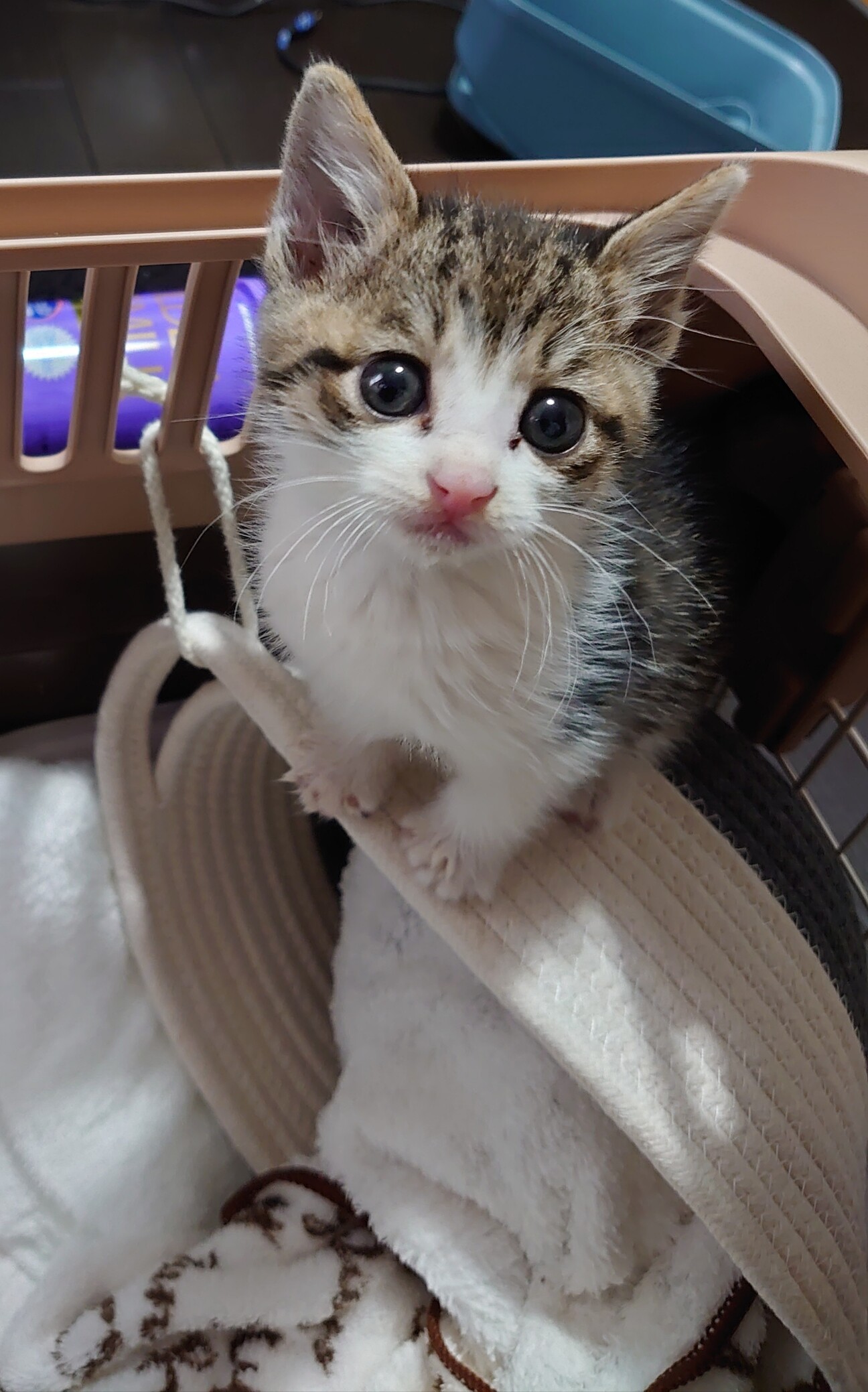 キジトラ白 生後一ヶ月 静岡県 猫の里親募集 ペットのおうち 月間利用者150万人