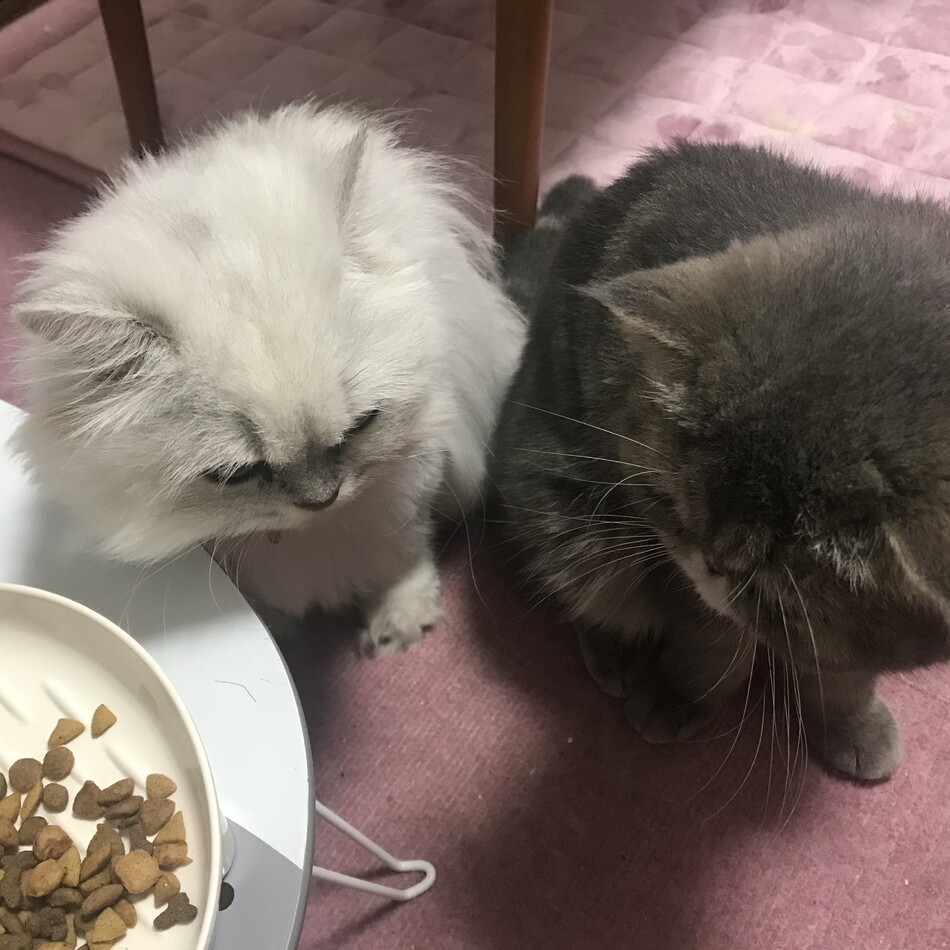 なっちゃんのカバー写真