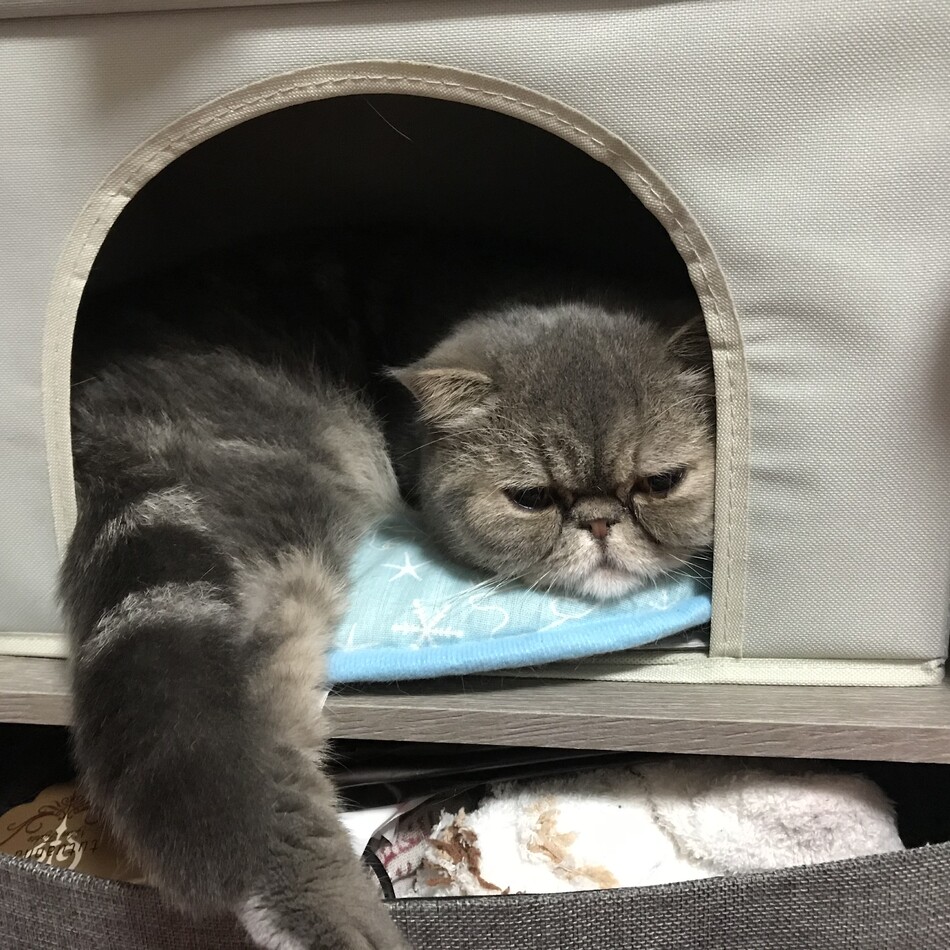 うずらのカバー写真