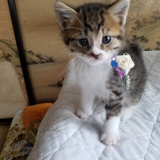 終生飼える方求む