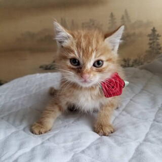 終生飼える方求む