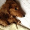 まといくん