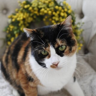 可愛い三毛猫女子のひまわりちゃん