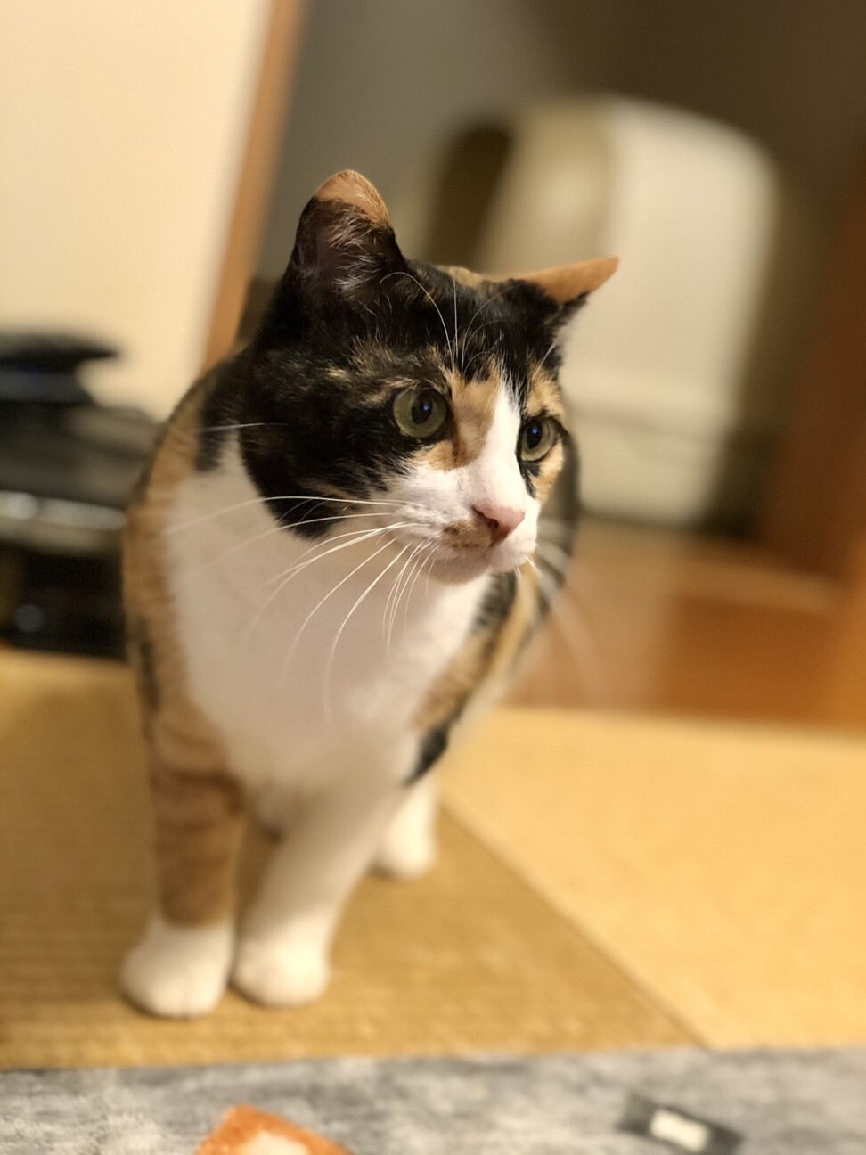 可愛い三毛猫女子のひまわ」群馬県 - 猫の里親募集(337840 