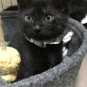 黒ねこ4姉妹