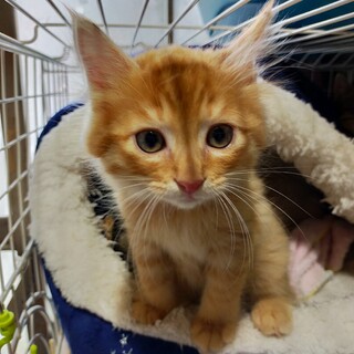 ふわふわ茶トラくん！兄妹でお家を探しています！