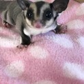 フクロモモンガ 