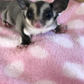 フクロモモンガ 