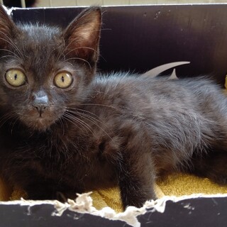 【保護猫】くまちゃん♀子猫・黒猫
