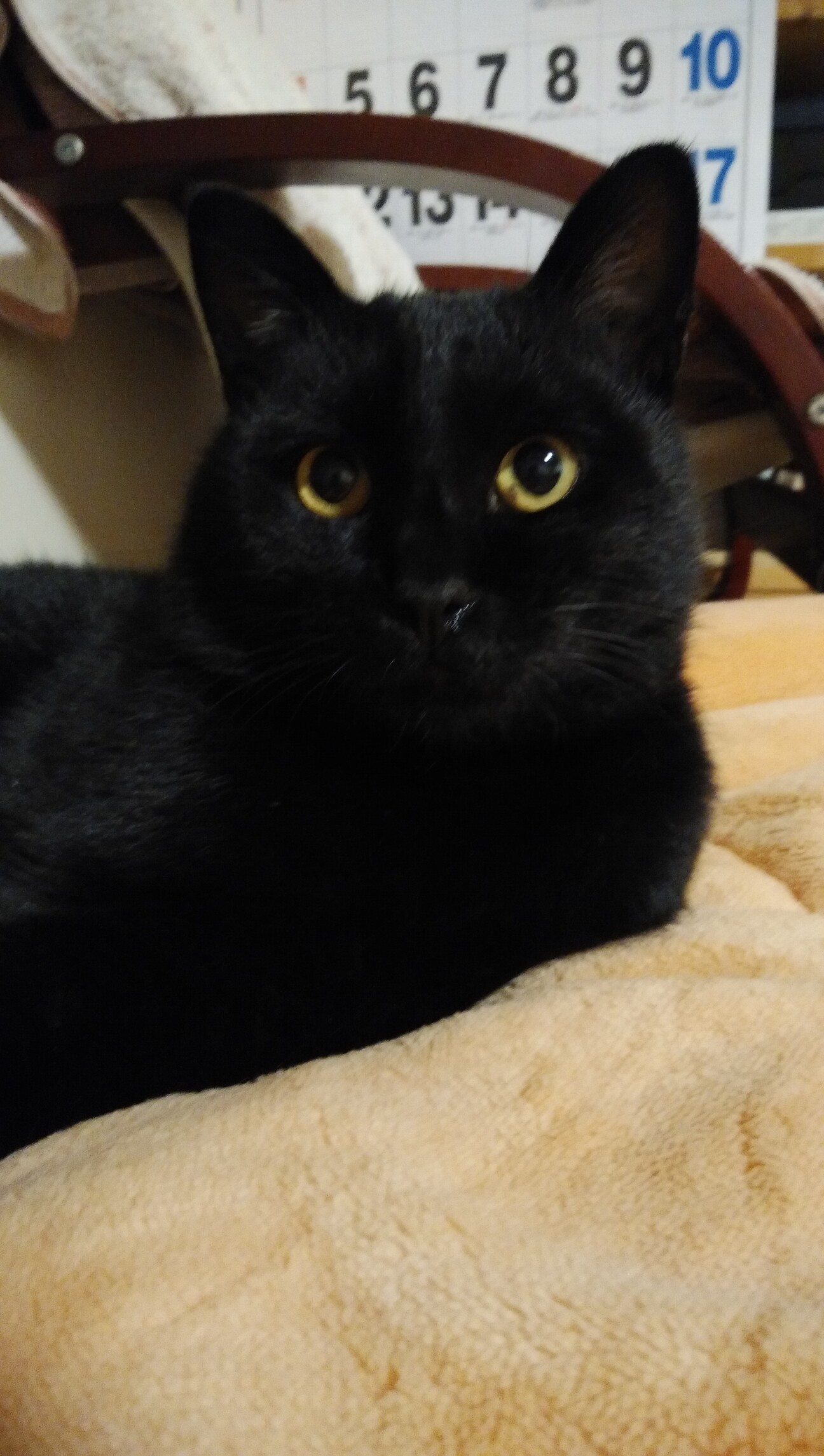 長野 里親募集 長野県 猫の里親募集 3379 ペットのおうち 月間利用者150万人