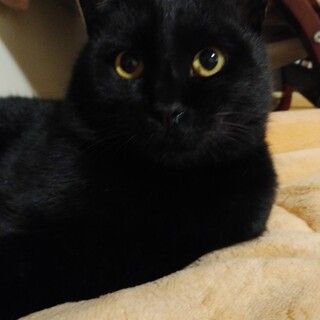 長野 里親募集 長野県 猫の里親募集 3379 ペットのおうち 月間利用者150万人