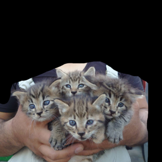 野良子猫の里親募集