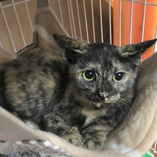 里親決定。わさびちゃんワクチン検査済