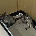 里親が決まりました
