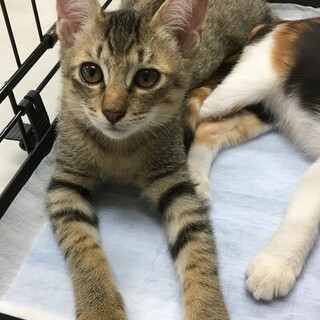 募集停止キジトラ★イケメン男子　ひゅうが