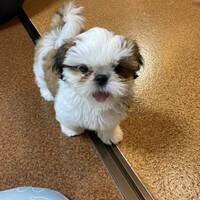 あずき