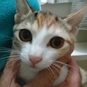 約4ヶ月の3兄妹です