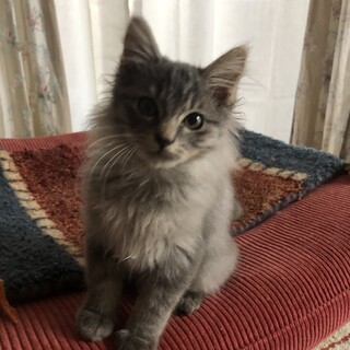 半長毛ブルーシルバーのさすらいの王子