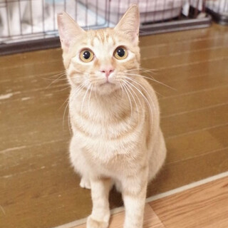 珍しい茶トラ女の子！人慣れ特訓中です☆兄弟猫