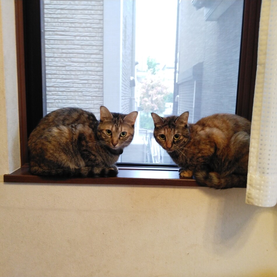 アンズのカバー写真