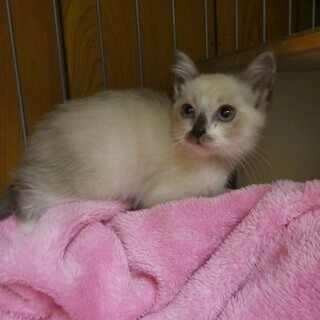 シャム系女子のプリンちゃん 