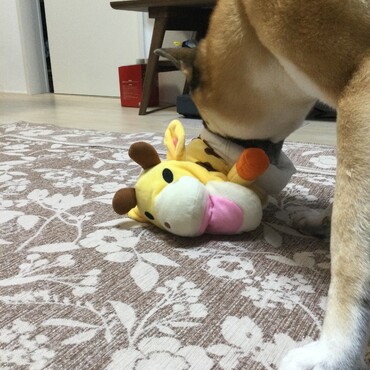 の写真
