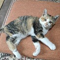 里親募集です