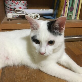 【お見合い予定】りんちゃん♀5ヶ月