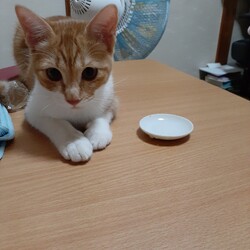 「おサル最強伝説対きびお笑い伝説」サムネイル1