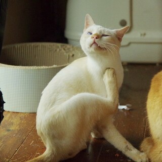 紫の目の不思議ちゃん♂1歳