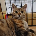 むぎちゃん、里親さま決定です！