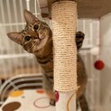 繊細な美少女。今度こそ幸せになりたい