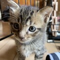 5匹のかわいい兄弟　キジふわちゃん