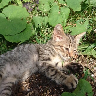 生後３ヶ月のキジ猫オス