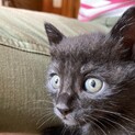 5匹のかわいい兄弟　くろちゃん