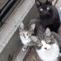 兄弟とチビサバに幸せな家庭を