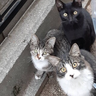 兄弟とチビサバに幸せな家庭を