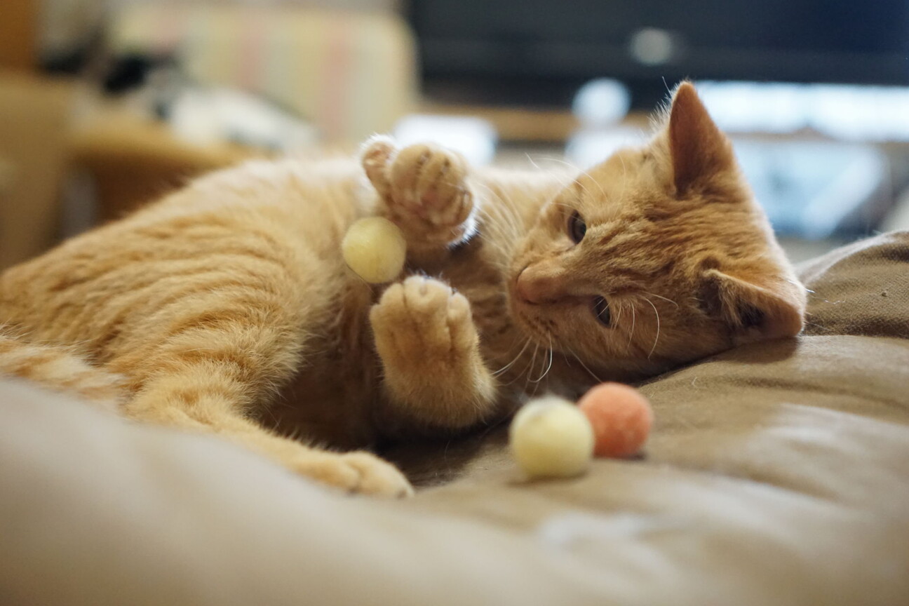 人なつっこい茶トラの虎太郎くん 愛知県 猫の里親募集 ペットのおうち 月間利用者150万人