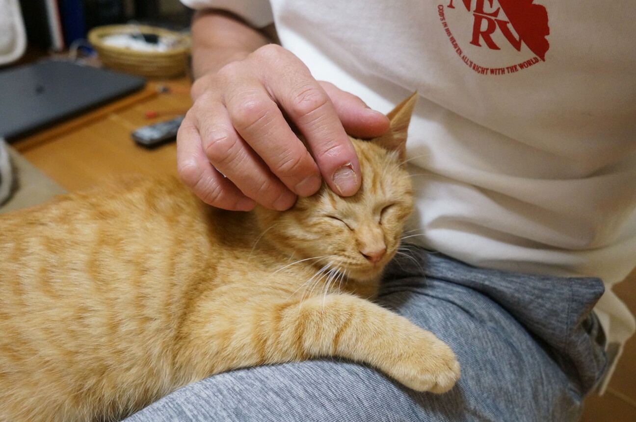 人なつっこい茶トラの虎太郎くん 愛知県 猫の里親募集 ペットのおうち 月間利用者150万人