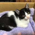 おっとり　慎重派のローズ