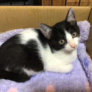 おっとり　慎重派のローズ